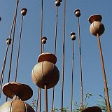 capsule de pavots